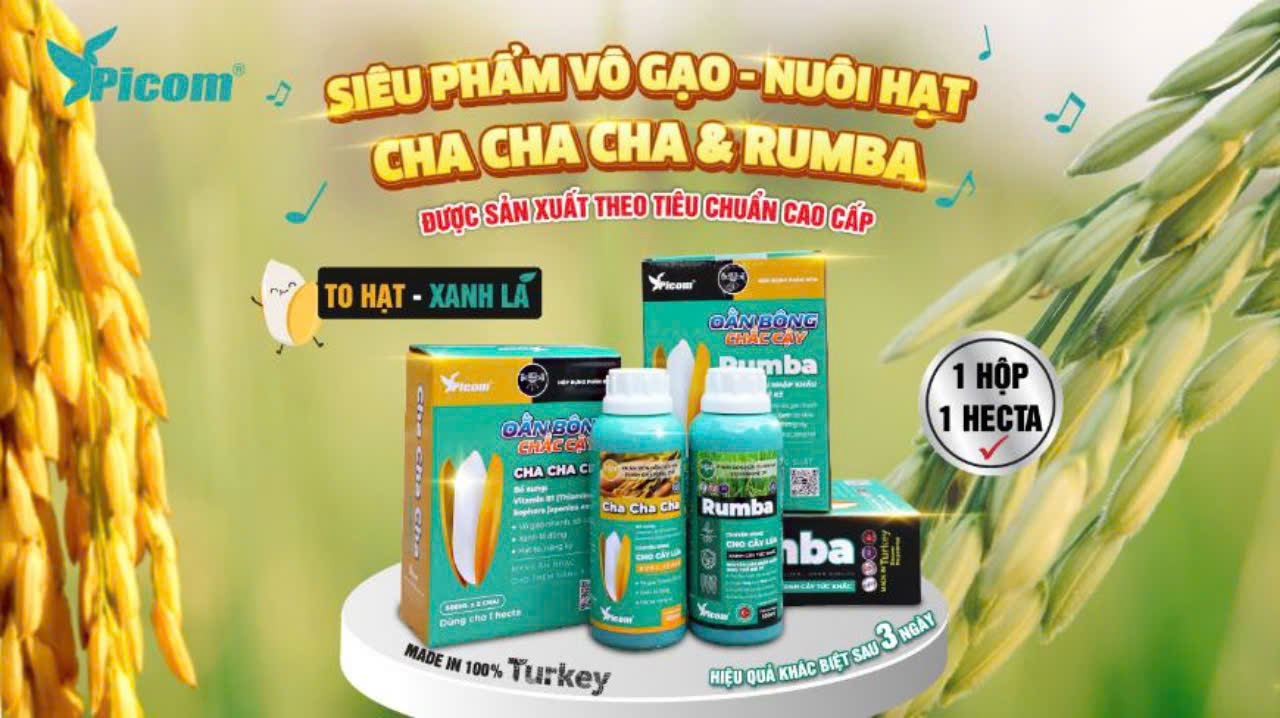 BỘ ĐÔI RUMBA & CHA CHA CHA THIẾT THỰC ĐA NĂNG CAO CẤP