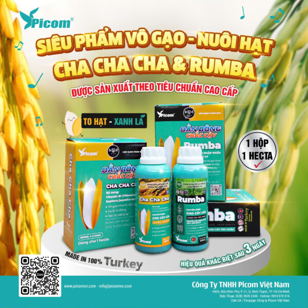 BỘ ĐÔI RUMBA & CHA CHA CHA THIẾT THỰC ĐA NĂNG CAO CẤP