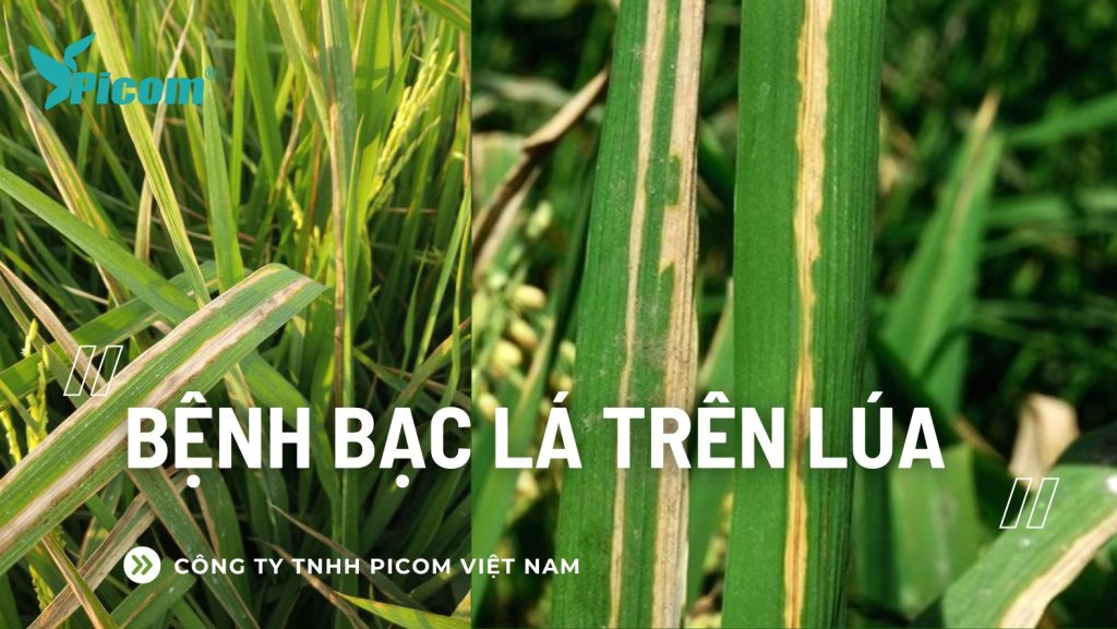 Bệnh bạc lá trên lúa