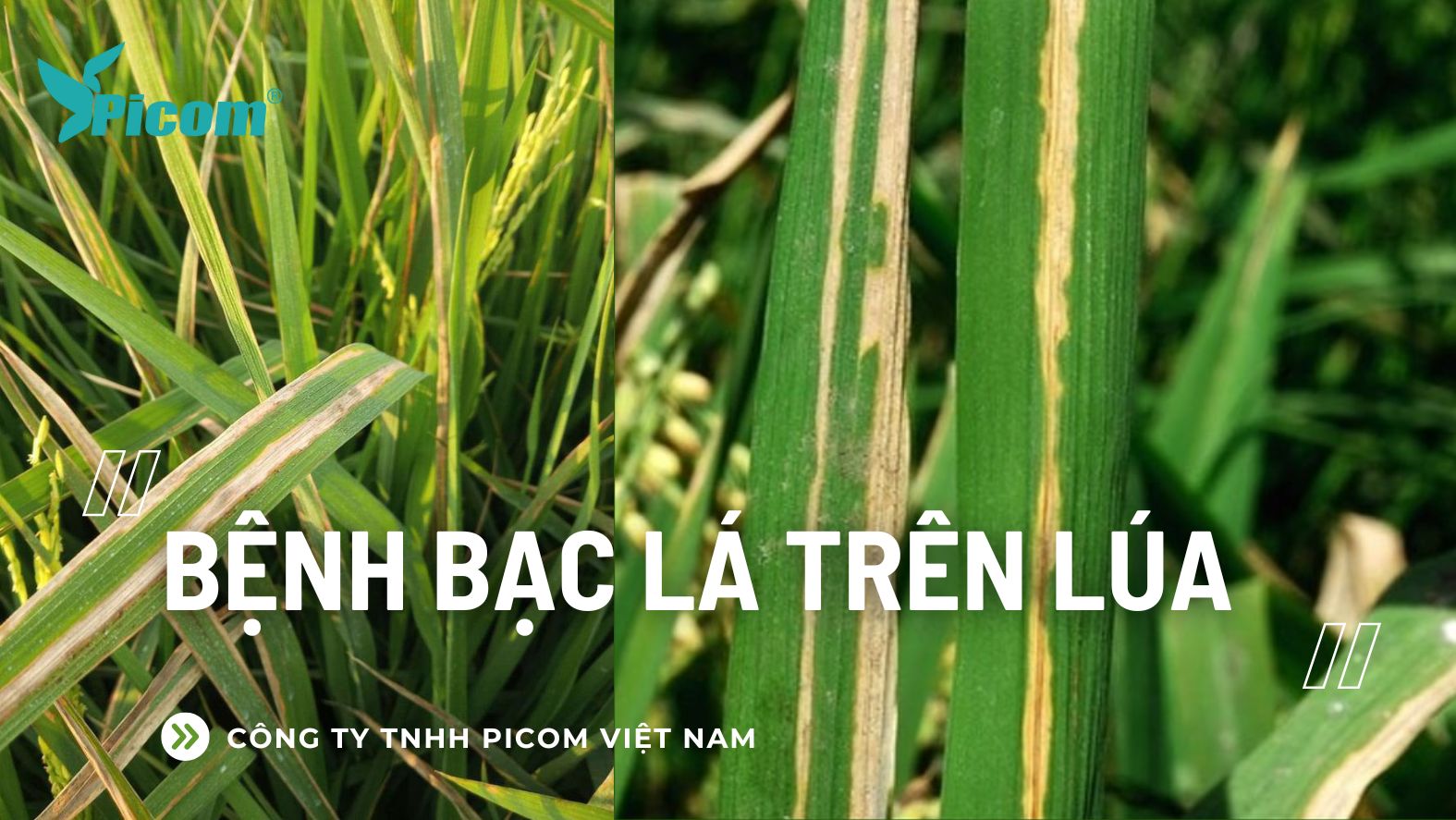 Bệnh bạc lá trên lúa