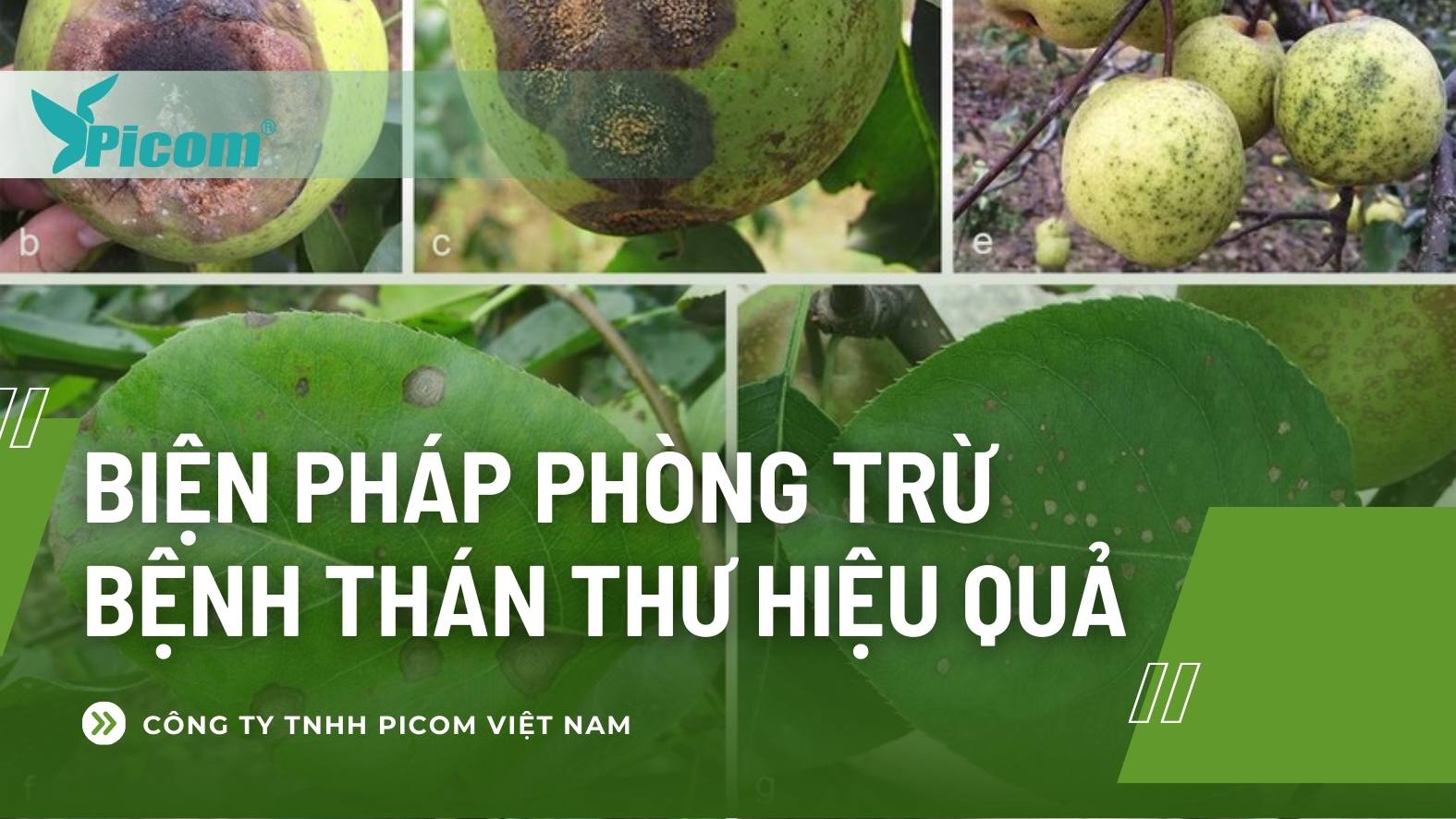 Biện pháp phòng trừ bệnh thán thư hiệu quả