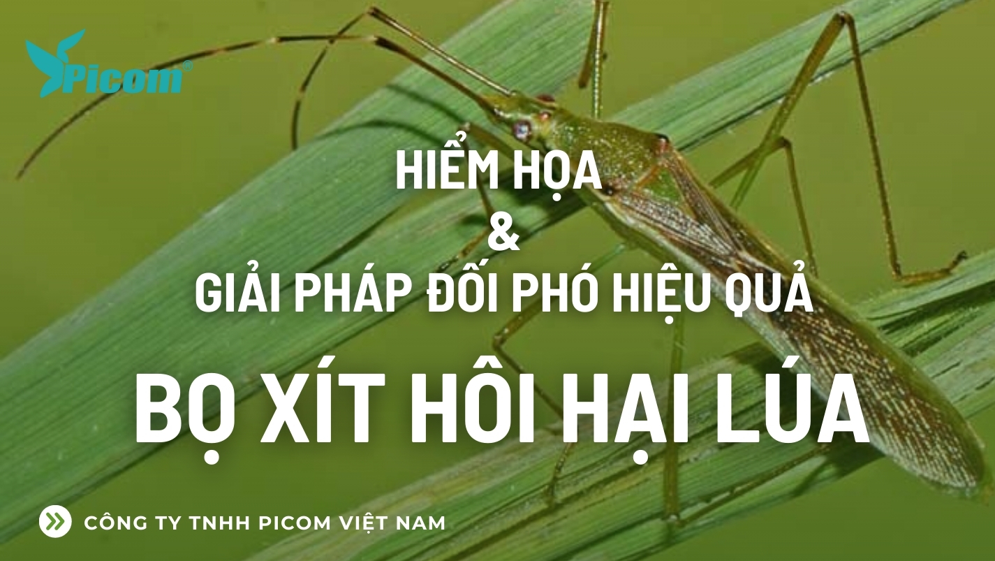 Bọ xít hôi hại lúa: Hiểm họa và giải pháp đối phó hiệu quả