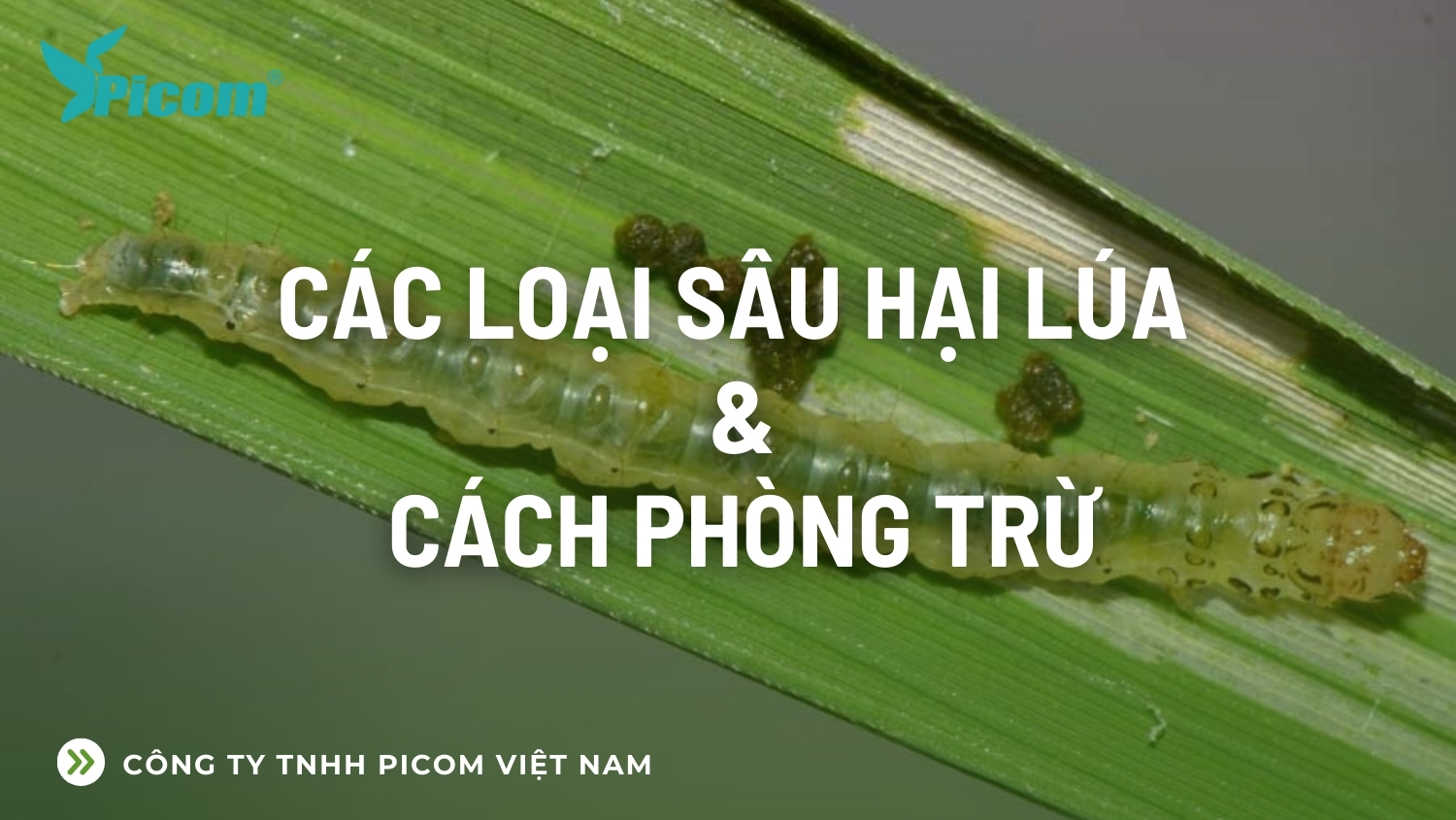 Các loại sâu hại lúa và cách phòng trừ