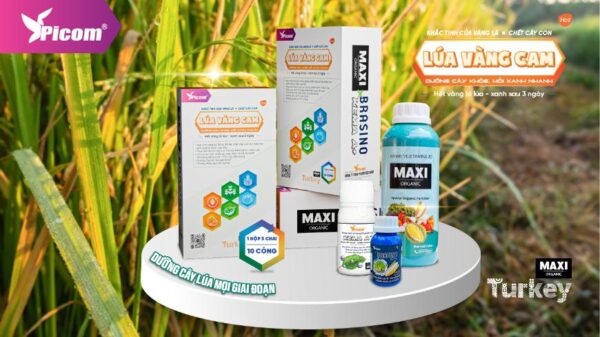 Combo “Xanh Thần Tốc+ Chống Vàng Cam” Cho Mọi Mùa Vụ – MAXI+, BRASINO, KEMA A+