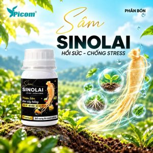 SÂM SINOLAI - HỒI SỨC, CHỐNG STRESS